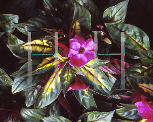 Picture of Impatiens x hawkeri 'Pure Beauty Fuchsia'