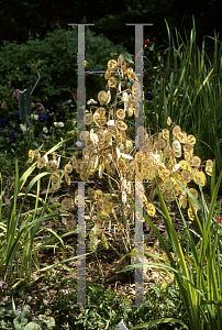 Picture of Lunaria annua 