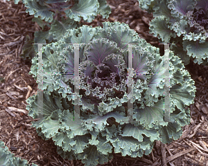 Picture of Brassica oleracea (Acephala Group) 'Nagoya Purple'