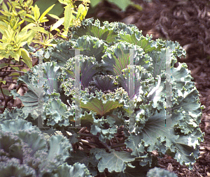 Picture of Brassica oleracea (Acephala Group) 'Nagoya Purple'