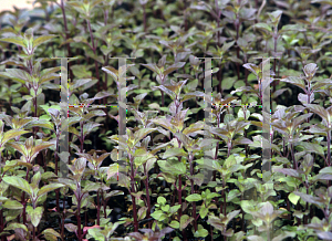 Picture of Mentha aquatica 