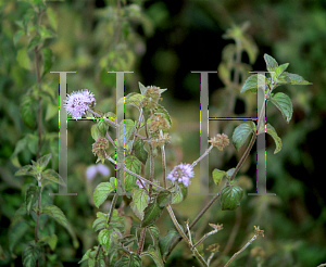 Picture of Mentha aquatica 