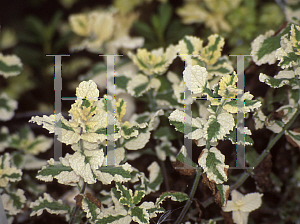 Picture of Mentha aquatica 'Variegata'