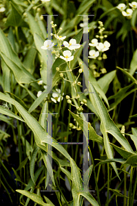 Picture of Sagittaria latifolia 