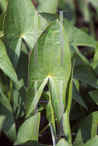 Picture of Sagittaria latifolia 