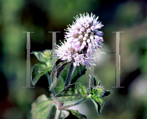 Picture of Mentha aquatica 