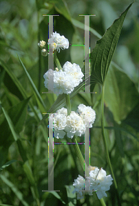 Picture of Sagittaria sagittifolia 'Flore Pleno'