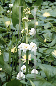Picture of Sagittaria sagittifolia 'Flore Pleno'