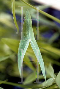 Picture of Sagittaria sagittifolia 'Flore Pleno'