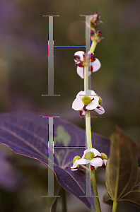 Picture of Sagittaria australis 'Silk Stockings'