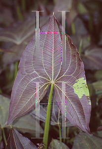 Picture of Sagittaria australis 'Silk Stockings'