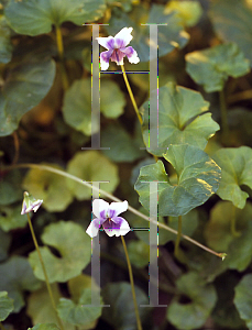 Picture of Viola hederacea 
