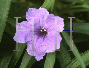 Picture of Ruellia tweediana 