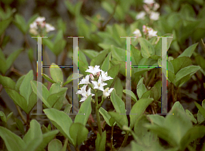 Picture of Menyanthes trifoliolata 