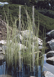 Picture of Schoenoplectus lacustris 'Albescens'