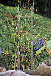 Picture of Schoenoplectus lacustris ssp. tabernaemontani 'Zebrinus'