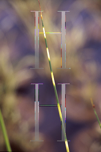Picture of Schoenoplectus lacustris ssp. tabernaemontani 'Zebrinus'