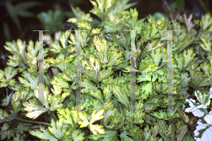 Picture of Ranunculus repens 'Buttered Popcorn'