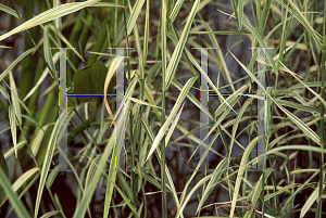 Picture of Phragmites australis 'Candy Stripe'