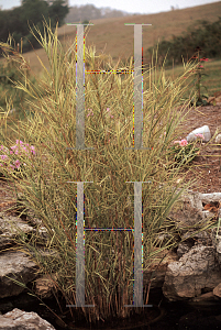 Picture of Phragmites australis 'Candy Stripe'