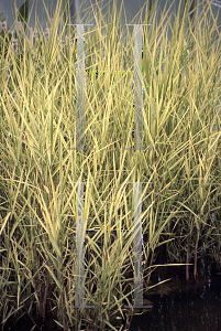 Picture of Phragmites australis 'Candy Stripe'