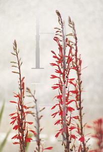 Picture of Lobelia cardinalis 