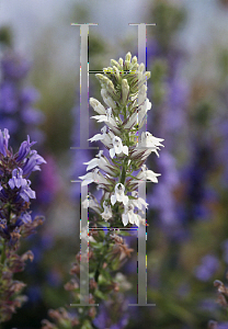 Picture of Lobelia siphilitica 'Alba'