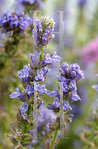 Picture of Lobelia siphilitica 