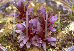 Picture of Lobelia  'Queen Victoria'