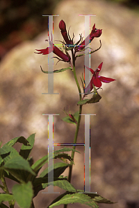 Picture of Lobelia  'Queen Victoria'