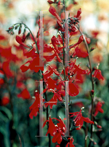 Picture of Lobelia  'Queen Victoria'