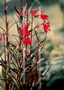 Picture of Lobelia  'Queen Victoria'