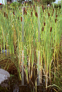 Picture of Typha latifolia 