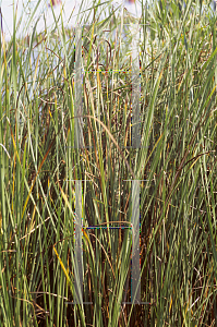 Picture of Typha laxmanni 