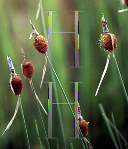 Picture of Typha minima 