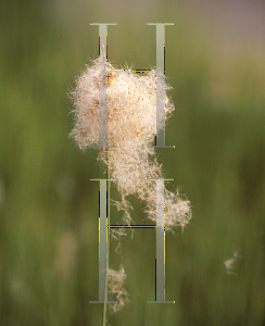 Picture of Typha minima 