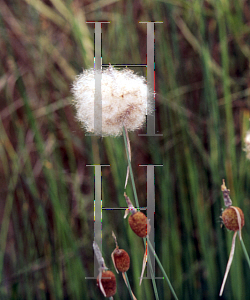 Picture of Typha minima 