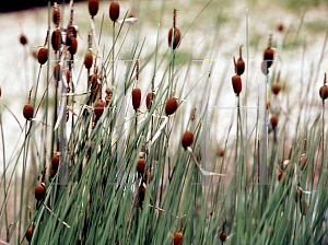 Picture of Typha minima 