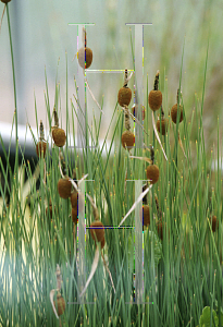 Picture of Typha minima 