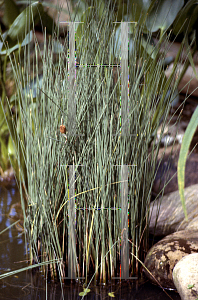 Picture of Typha minima 