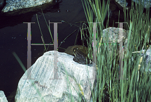 Picture of Typha minima 