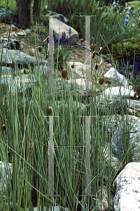 Picture of Typha minima 