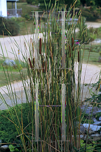 Picture of Typha angustifolia 