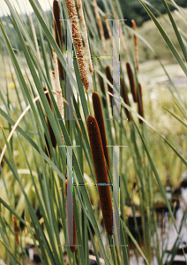 Picture of Typha angustifolia 