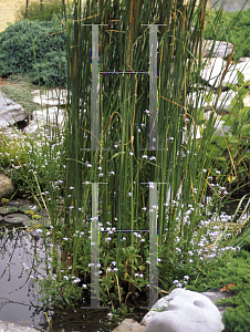 Picture of Typha angustifolia 