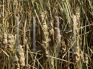 Picture of Typha angustifolia 