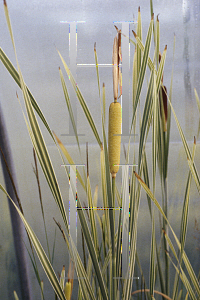 Picture of Typha japonica 'Variegata'