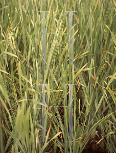 Picture of Typha japonica 'Variegata'