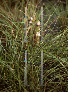 Picture of Eriophorum angustifolium 