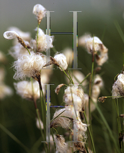 Picture of Eriophorum angustifolium 